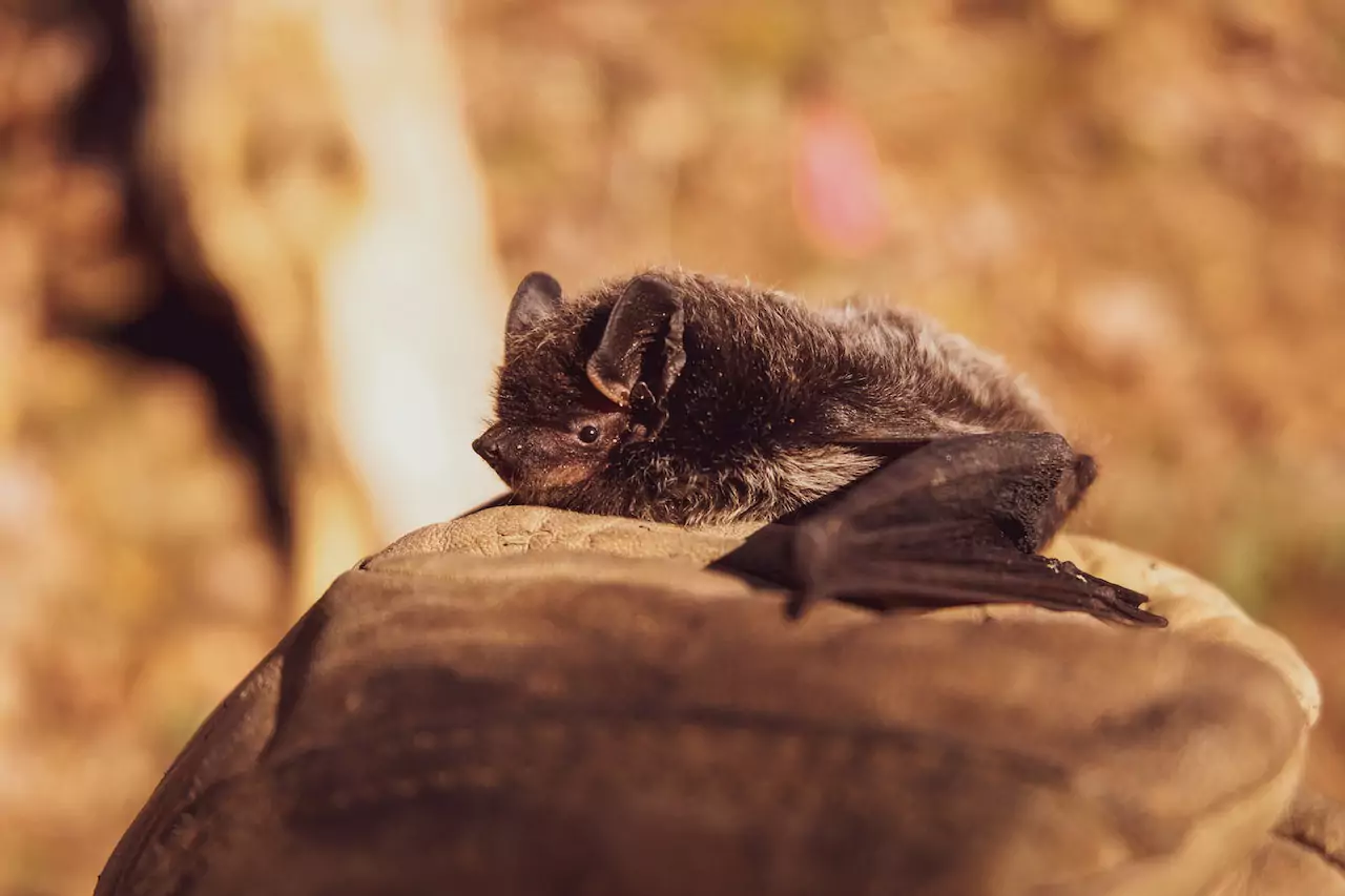 Bat Rescue