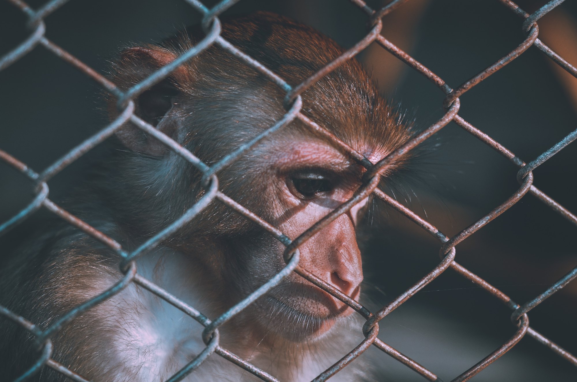 Monkey being rescued by catcher