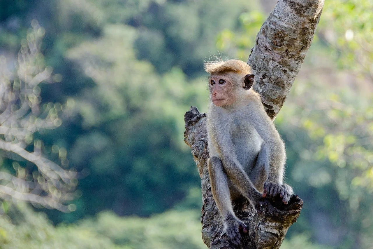 Monkey in natural habitat