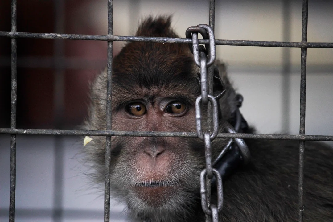 Monkey Being Rescued